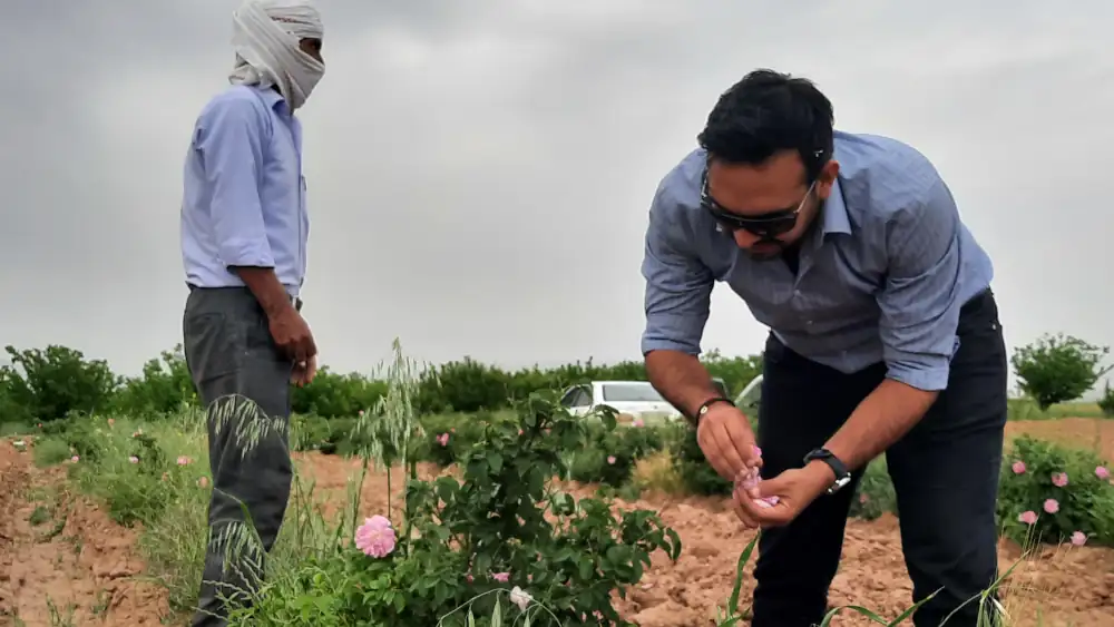 20220427_161738 چیدن گل محمدی