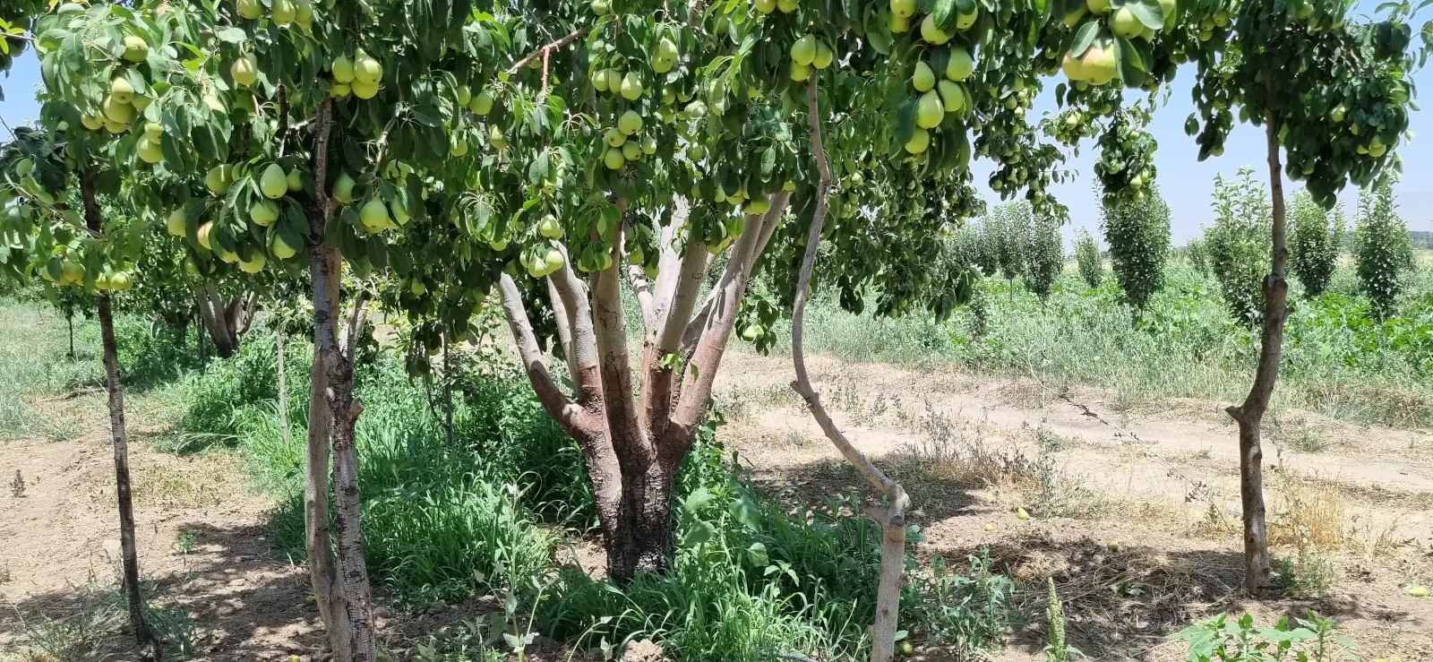 یک زمین کشاورزی در قزوین